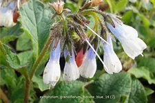 Symphytum grandiflorum 'Hidcote Blue'