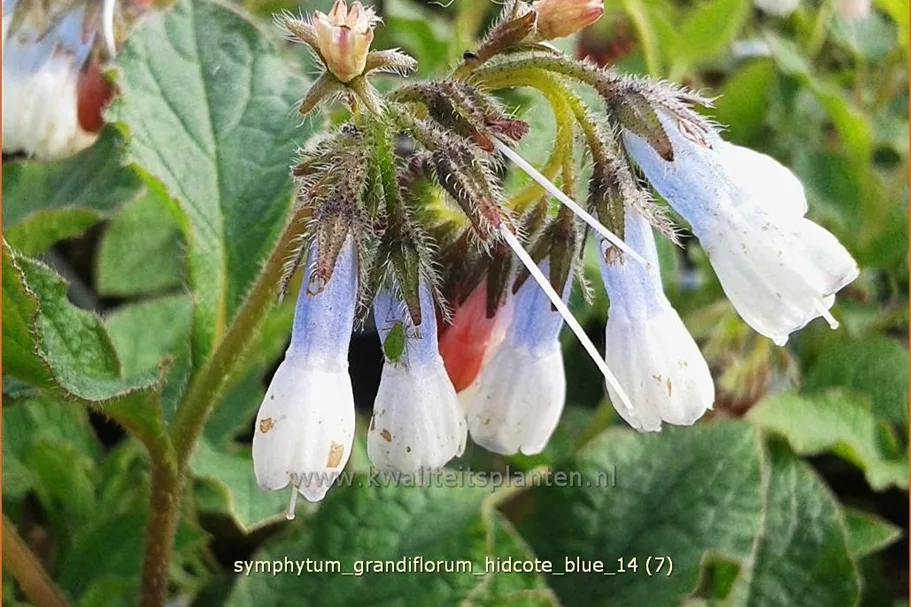 Symphytum grandiflorum 'Hidcote Blue'