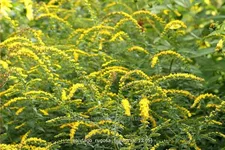 Solidago rugosa 'Fireworks'