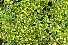 Thymus x citriodorus 'Bertram Anderson'