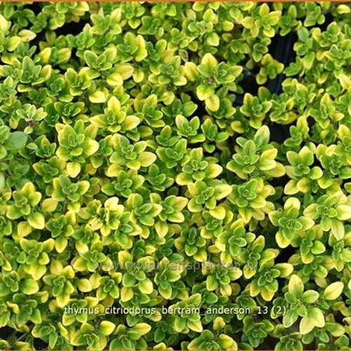 Thymus x citriodorus 'Bertram Anderson'