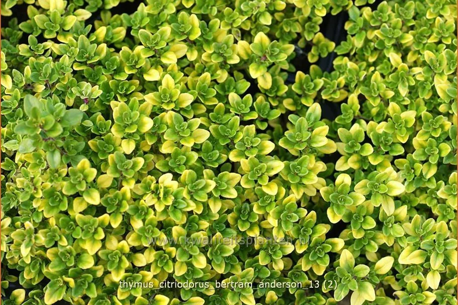 Thymus x citriodorus 'Bertram Anderson'