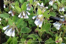 Symphytum grandiflorum 'Hidcote Blue'