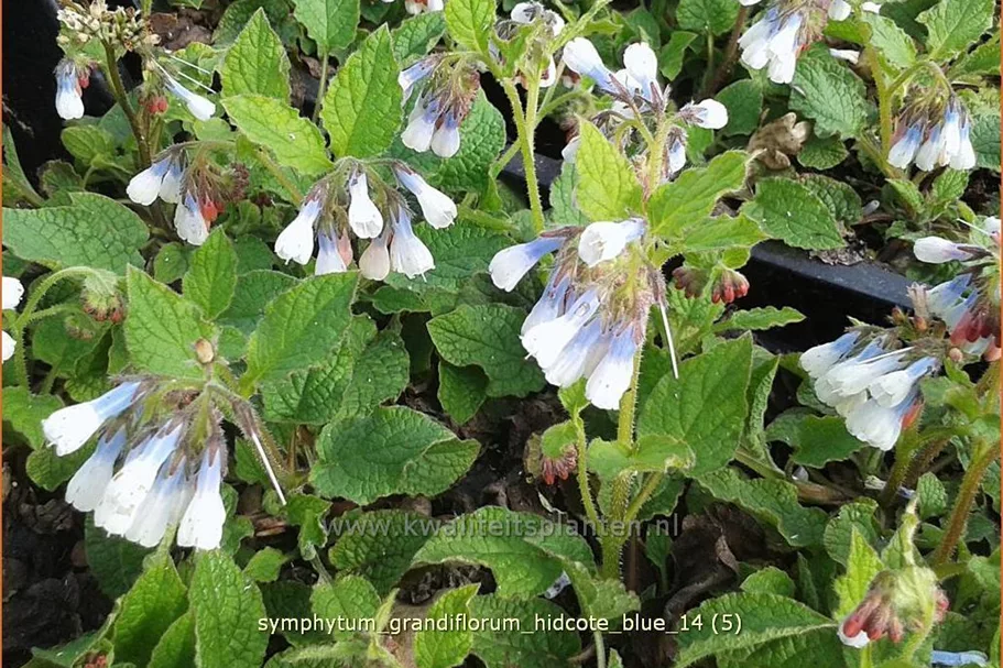Symphytum grandiflorum 'Hidcote Blue'