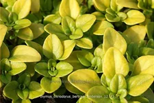 Thymus x citriodorus 'Bertram Anderson'