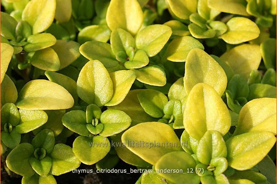 Thymus x citriodorus 'Bertram Anderson'