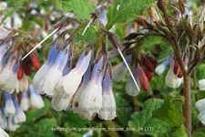 Symphytum grandiflorum 'Hidcote Blue'