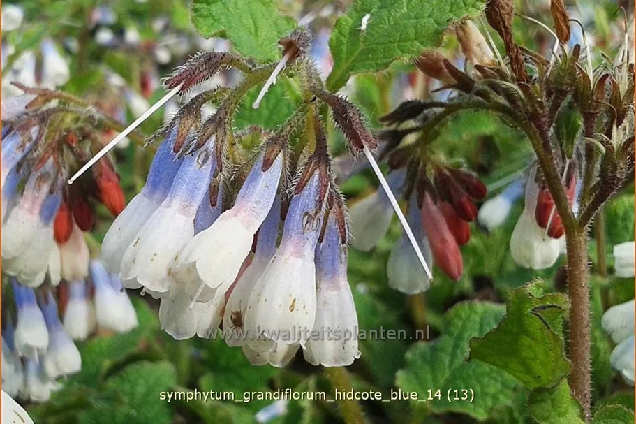 Symphytum grandiflorum 'Hidcote Blue'