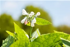 Symphytum grandiflorum 'Hidcote Blue'