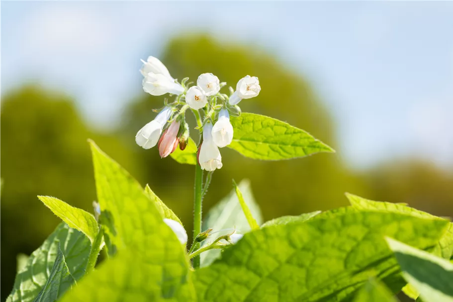 Symphytum grandiflorum 'Hidcote Blue'