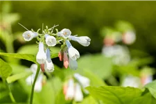 Symphytum grandiflorum 'Hidcote Blue'