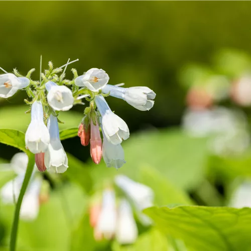 Symphytum grandiflorum 'Hidcote Blue'