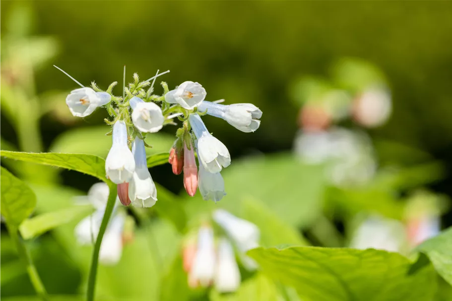 Symphytum grandiflorum 'Hidcote Blue'