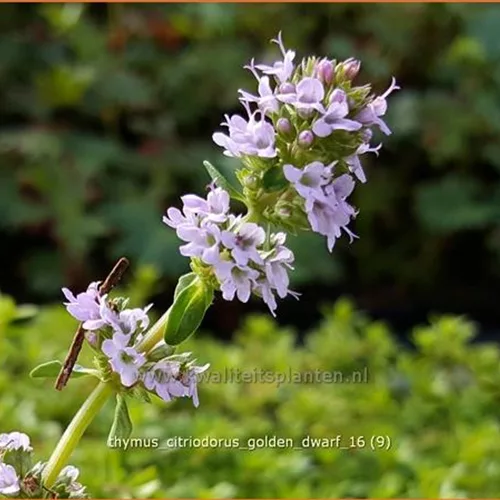Thymus x citriodorus 'Golden Dwarf'
