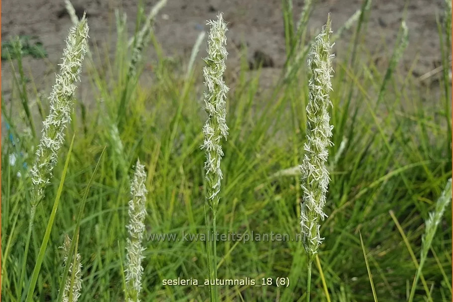 Sesleria autumnalis