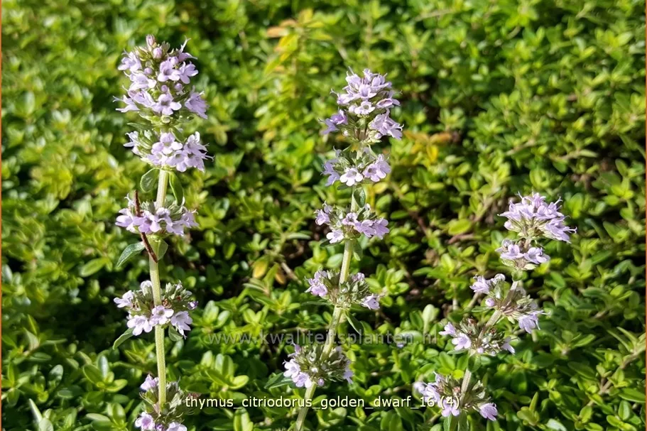 Thymus x citriodorus 'Golden Dwarf'