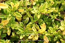 Thymus x citriodorus 'Golden Dwarf'