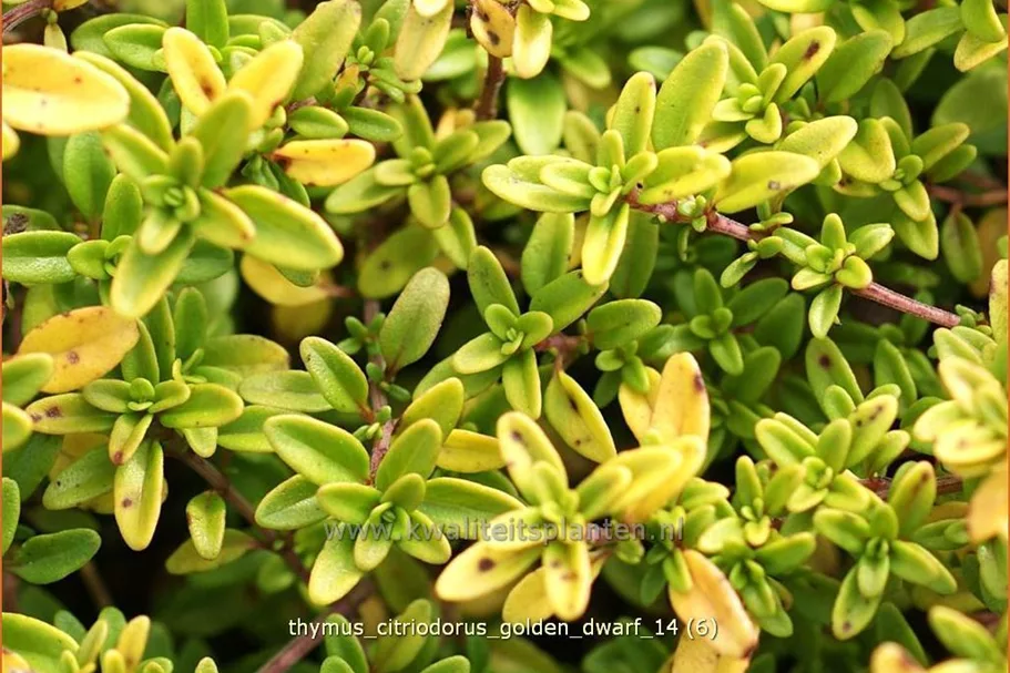 Thymus x citriodorus 'Golden Dwarf'