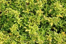 Thymus x citriodorus 'Golden Dwarf'
