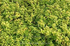 Thymus x citriodorus 'Golden Dwarf'