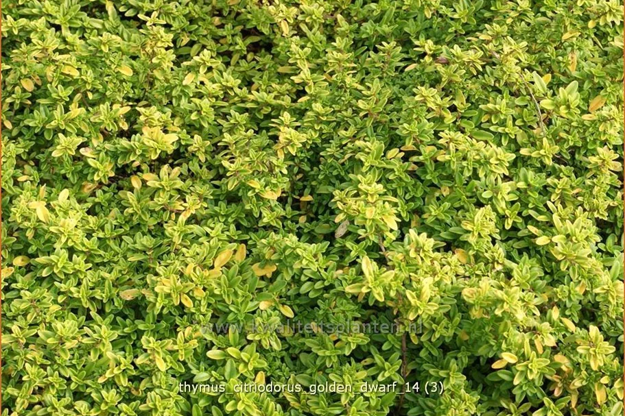 Thymus x citriodorus 'Golden Dwarf'