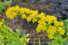 Solidago sempervirens 'Goldene Wellen'