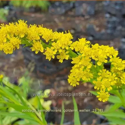 Solidago sempervirens 'Goldene Wellen'