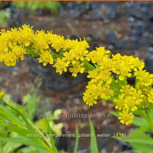 Solidago sempervirens 'Goldene Wellen'