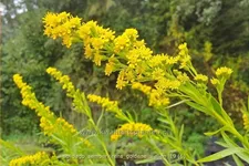Solidago sempervirens 'Goldene Wellen'