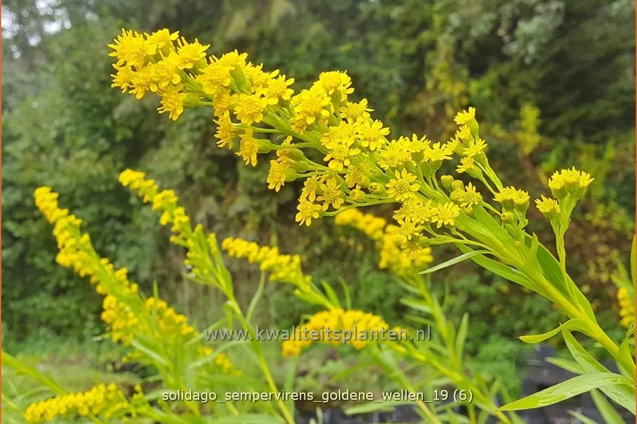 Solidago sempervirens 'Goldene Wellen'