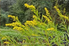 Solidago sempervirens 'Goldene Wellen'