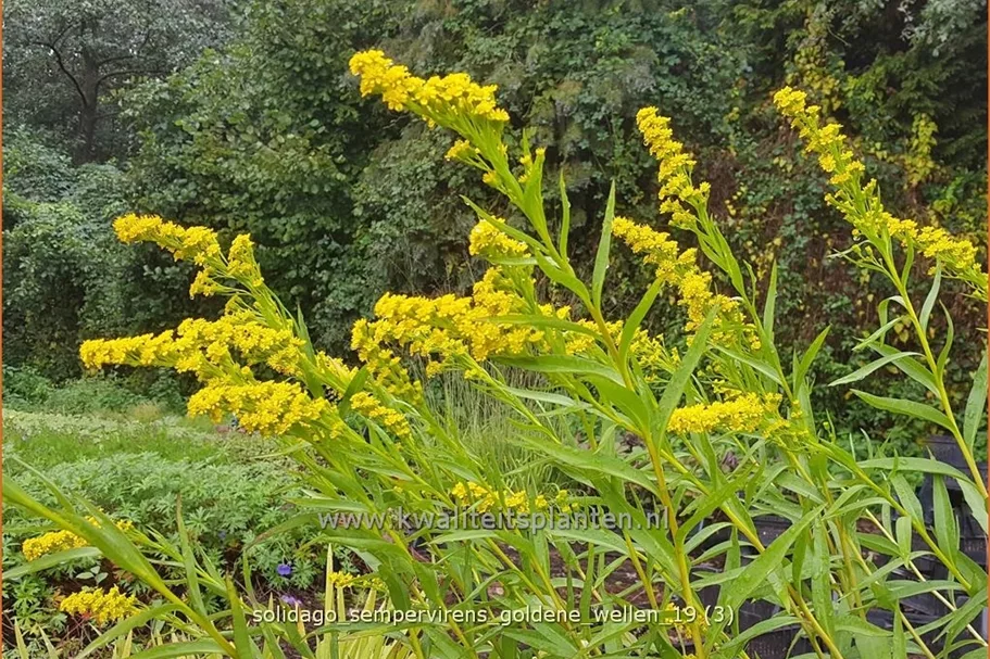 Solidago sempervirens 'Goldene Wellen'