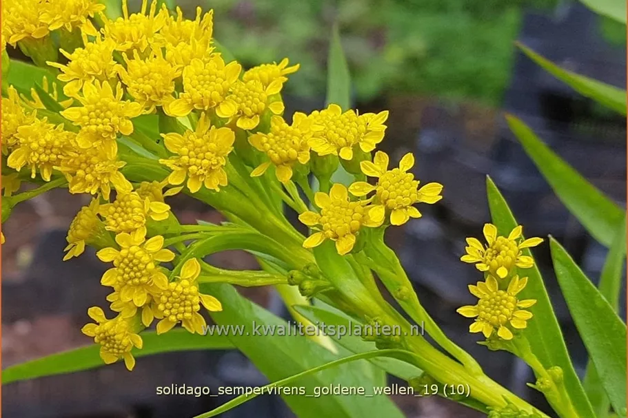 Solidago sempervirens 'Goldene Wellen'
