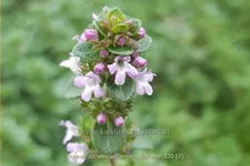 Thymus citriodorus 'Lemon Supreme'