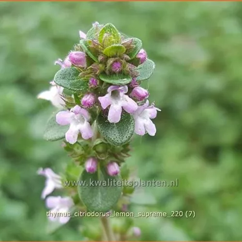Thymus citriodorus 'Lemon Supreme'