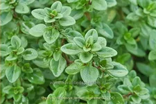 Thymus citriodorus 'Lemon Supreme'
