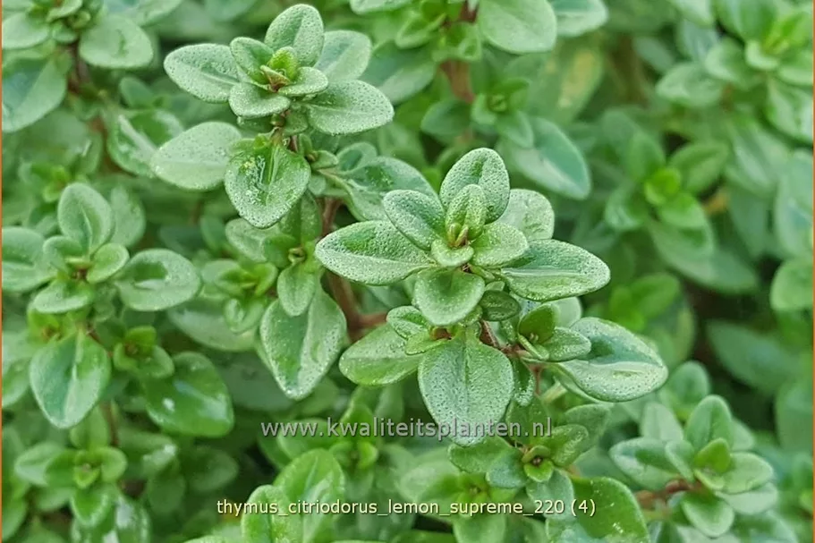 Thymus citriodorus 'Lemon Supreme'