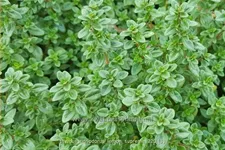 Thymus citriodorus 'Lemon Supreme'