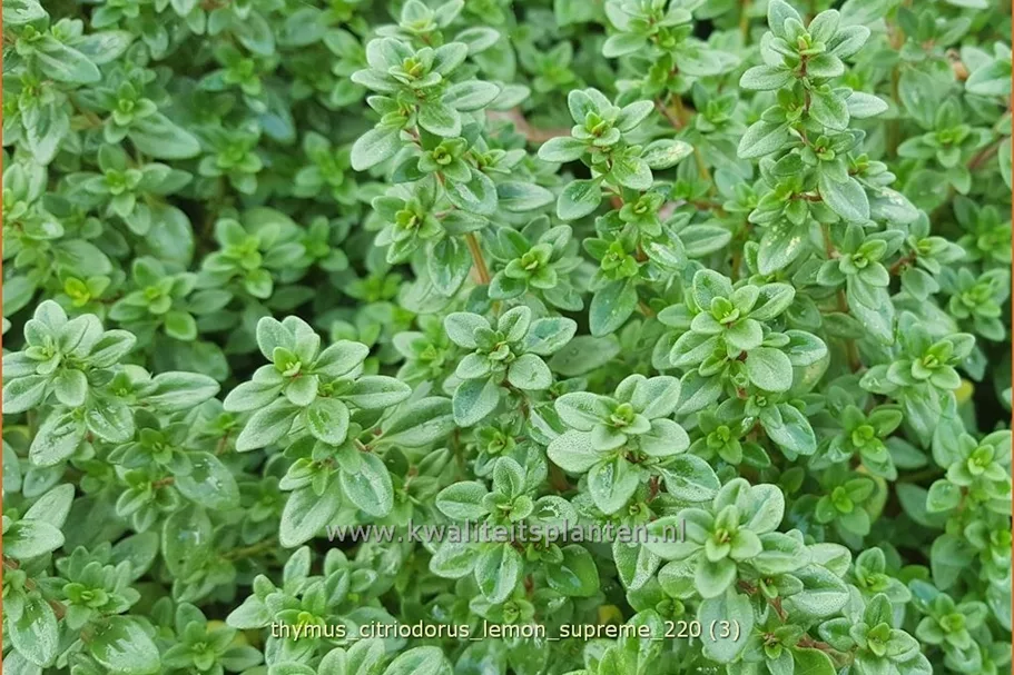 Thymus citriodorus 'Lemon Supreme'