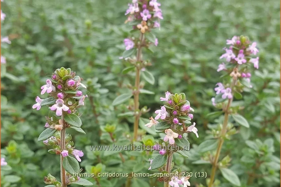 Thymus citriodorus 'Lemon Supreme'