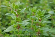 Thymus citriodorus 'Lemon Supreme'