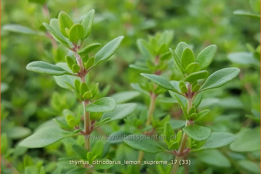Thymus citriodorus 'Lemon Supreme'