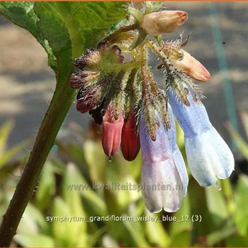 Symphytum grandiflorum 'Wisley Blue'
