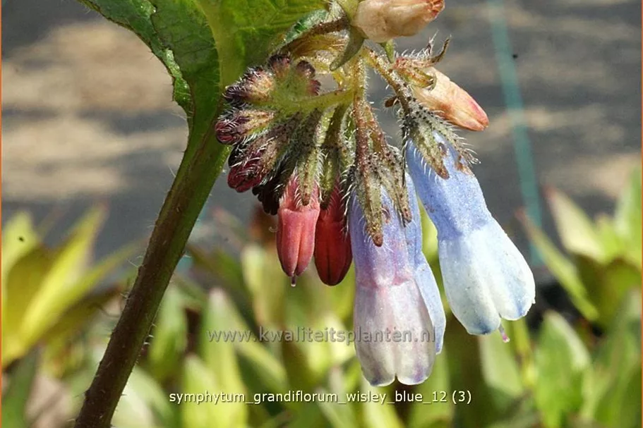 Symphytum grandiflorum 'Wisley Blue' Staude im 9x9 cm Vierecktopf