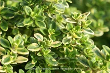 Thymus x citriodorus 'Lemon Variegated'