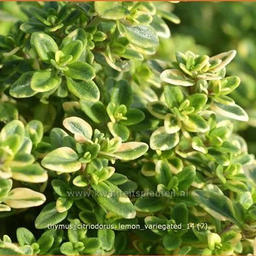 Thymus x citriodorus 'Lemon Variegated'