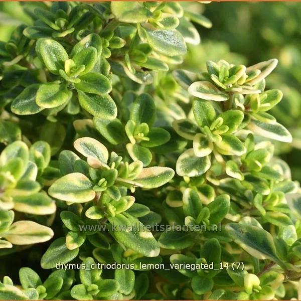 Thymus x citriodorus 'Lemon Variegated'