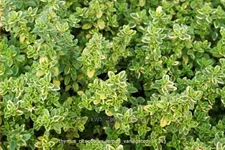 Thymus x citriodorus 'Lemon Variegated'