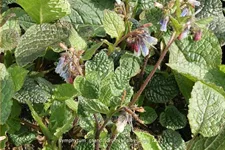Symphytum grandiflorum 'Wisley Blue' Staude im 9x9 cm Vierecktopf