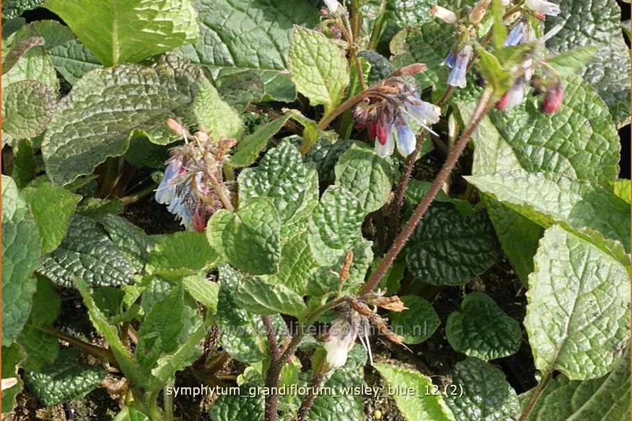 Symphytum grandiflorum 'Wisley Blue' Staude im 9x9 cm Vierecktopf